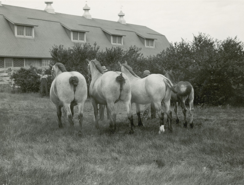 This photograph shows what appears to be a "get of sire" or "get of dam" quartet of Belgian draft horses posed by handlers next to an Iowa State College (University) horse barn. The horses are two roan mares, a roan filly, and a roan foal standing according to size and age, as is typical for this type of class at a horse show.