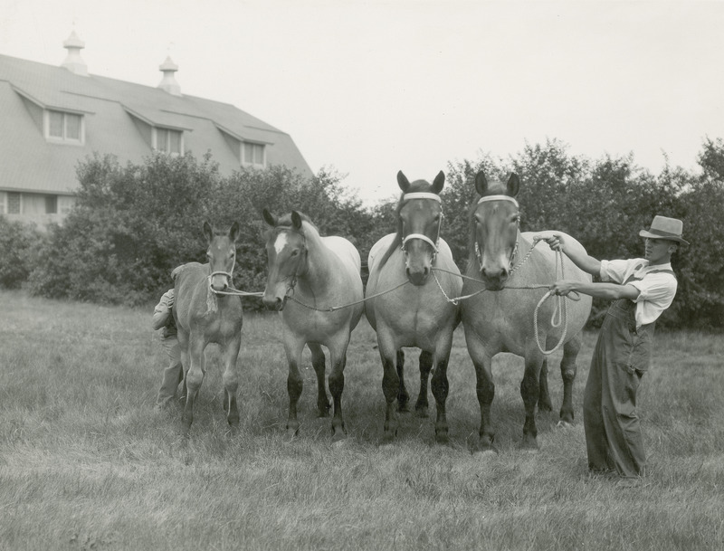 A "get of sire" or "get of dam" quartet of Belgian draft horses posed by handlers next to an Iowa State College (University) horse barn. The horses are two roan mares, a roan filly, and a roan foal, standing according to size and age, as is typical for this type of class at a horse show.