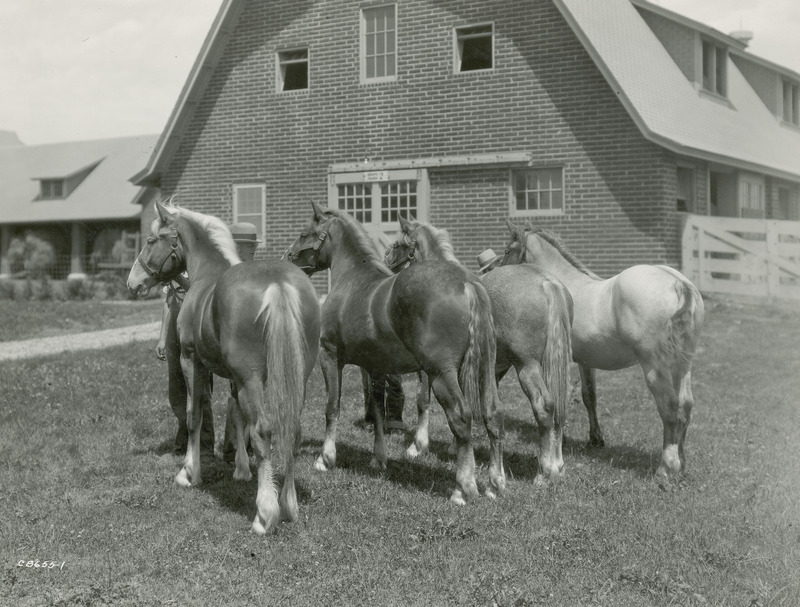 A group of four Belgian yearling draft horses standing in front of Iowa State College (University) Horse Barn 2. This barn has housed horses on campus since its construction between 1923 and 1926. Its U-shaped design with gambrel style roof, numerous gabled and shed dormers, box and tie stalls on wood block floors is largely in original condition today.