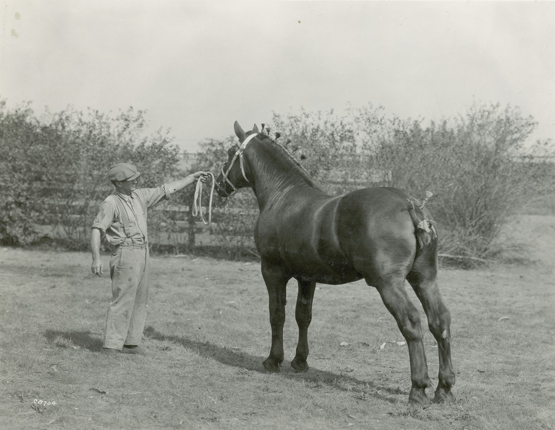 Male Percheron draft horse of unknown name and age. The horse is pictured with braided mane and tail and leather show bridle with a snaffle bit.