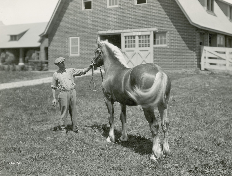 A handler posing a chestnut yearling Belgian draft horse with a blonde, unbraided mane and tail. They are standing in front of Iowa State (College) University Horse Barn 2, which has housed horses on campus since its construction between 1923 and 1926. Its U-shaped design with gambrel style roof, numerous gabled and shed dormers, box and tie stalls on wood block floors, is largely in original condition today.