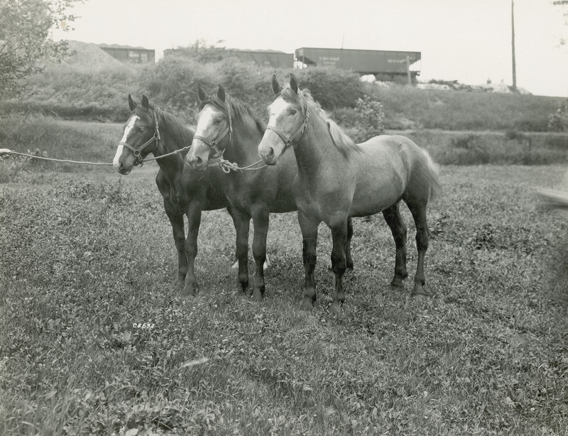 A group of three yearling Belgian draft horses standing in a field north of the Maple, Willow and Larch dormitories on the Iowa State College (University) campus.