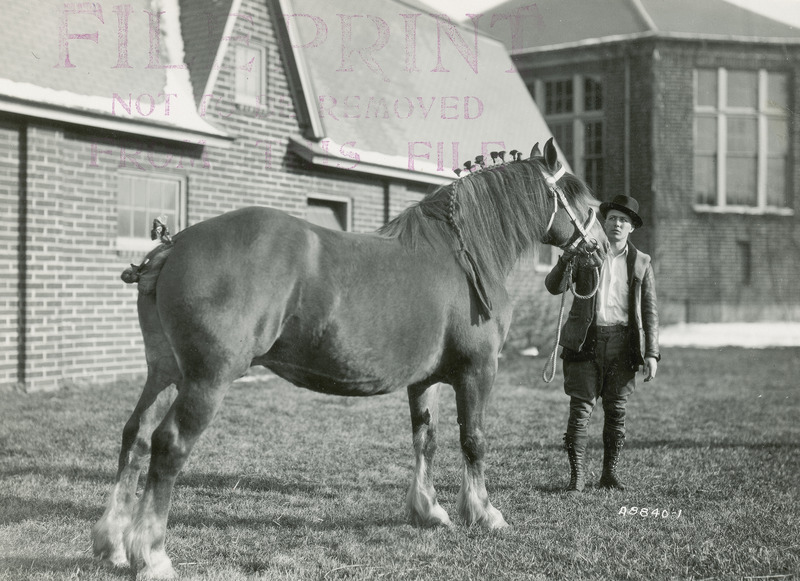 Dale Klingsmith with a Belgian draft horse mare, having won first prize in the horsefitter competition at the Herdsmen Show in 1930. The job of the horsefitter or exhibitor is to prepare a horse for competition and to present a horse at its very best in front of a judge in the show ring. This photograph illustrates the difficulty of keeping a horse looking alert at all times, as her ears are facing backward, which tends to detract from a horse's appearance. She is standing squarely on her four legs, however, and is fitted nicely with mane and tail braids. An Iowa State College (University) horse barn and the Judging Pavilion appear in the background.