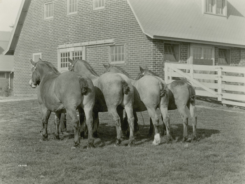 A "get of sire" or "get of dam" quartet of Belgian draft horses posed by handlers next to Iowa State College (University) Horse Barn 2. The roan colored horses are standing according to size and age, as is typical for this type of class at a horse show. The barn has housed horses on campus since its construction between 1923 and 1926. Its U-shaped design with gambrel style roof, numerous gabled and shed dormers, box and tie stalls on wood block floors, is largely in original condition today.