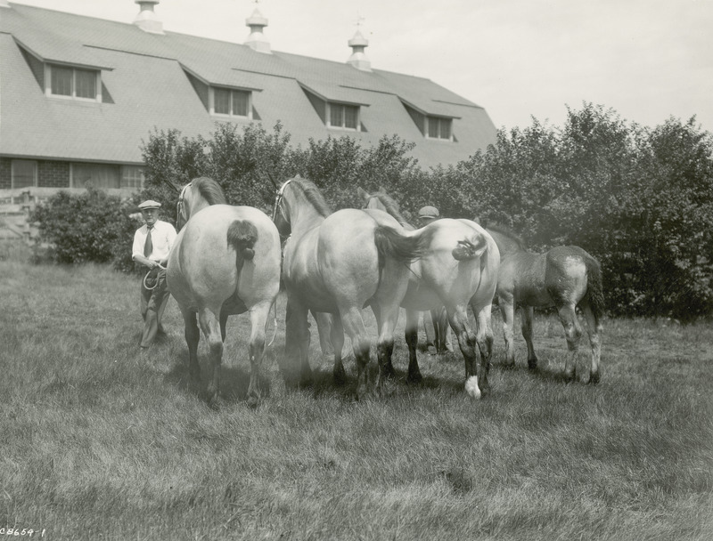 A "get of sire" or "get of dam" quartet of Belgian draft horses posed by handlers next to an Iowa State College (University) horse barn. The horses are two roan mares, a roan filly, and a roan foal standing according to size and age, as is typical for this type of class at a horse show.