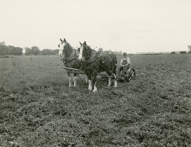 A driver with a team of two bay or brown Clydesdale draft horses hitched side by side to what appears to be a metal-wheeled hay mower in a large field. The horses are fitted in leather work harnesses with a yoke between them that attaches to the mower tongue.