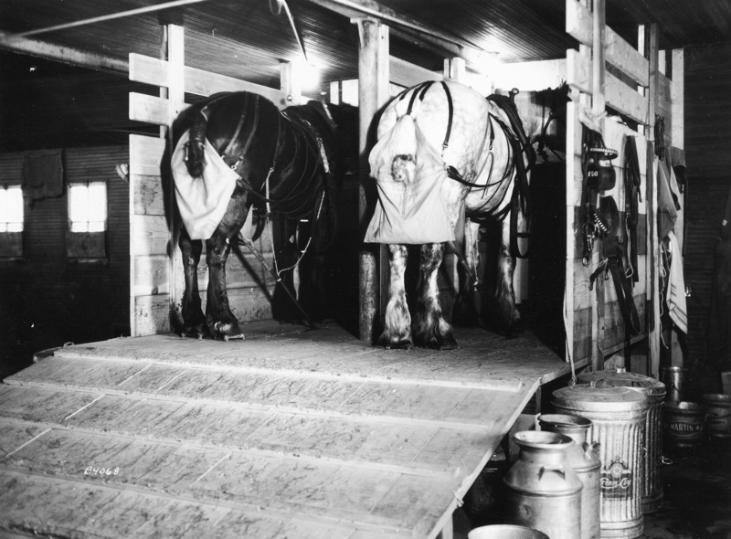 Two elevated sample collection stalls made from wood planks are shown in this photograph. Pictured in the stall are two male Percheron draft horses side by side, a gray and a black in color, each wearing a waste collection harness. Metal milk and garbage cans, presumably for storing the samples, are shown on the floor near the stalls. Collection stalls were commonly used to gather and study nutritional or metabolic data from livestock such as horses for the purpose of enhancing their future performance.