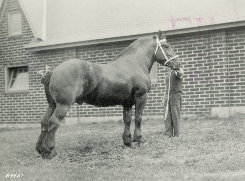 The black Percheron draft horse stallion, "Barnett", foaled April 25, 1927..'(American Percheron stud book registration number 205134; sired by Bacarat, out of Black Jane) as a 4 year old during the time that he was owned by Iowa State College (University). Purchased in February of 1931 by J.G. Hanmer, farm superintendent at the time, he was subsequently sold to the University of Alberta animal husbandry department. A large horse, he weighed over 2200 pounds when this photograph by the horse barn was taken in April of 1931.