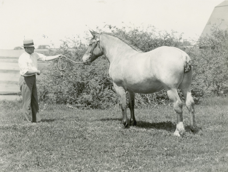 A handler with the roan Belgian draft horse mare "Couretta." The horse is pictured with a braided tail and leather show bridle with a snaffle bit. An Iowa State College (University) horse barn appears in the background.