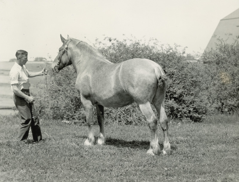 A handler posing the two year old red roan Belgian draft horse filly "Roxie" (American register of Belgian draft horses, number 13954; sired by Dolix, out of Silver Dale). Bred by Iowa State College (University), she was foaled on May 7, 1929. An Iowa State College (University) horse barn appears in the background.