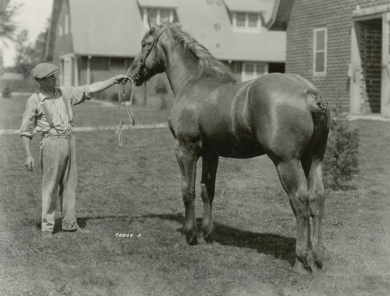 A handler with a black Percheron draft horse of unknown name and age. The photograph was taken next to an Iowa State College (University) horse barn.