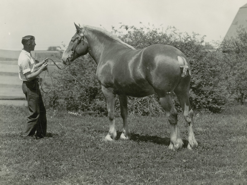 A handler with a chestnut Belgian draft horse mare of unknown name and age. The horse is pictured with a braided tail and leather show bridle with a snaffle bit. An Iowa State University horse barn appears in the background.