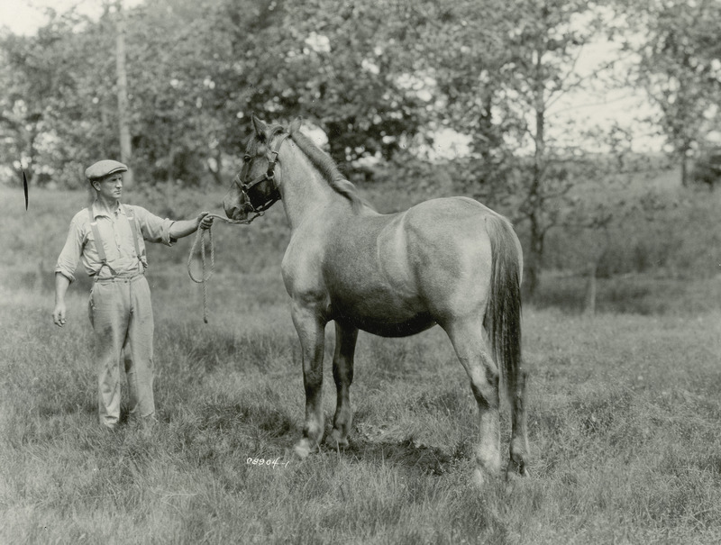 A handler posing the roan yearling Belgian draft horse filly "Beulah" (American register of Belgian draft horses, number 14442; sired by Bamboula, out of Bonnie de Grange). Bred by Iowa State College (University), she was foaled on March 11, 1930.