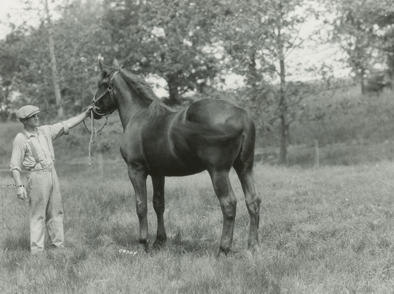 A handler with the black yearling Percheron draft horse filly "Barbara" (American Percheron stud book number 205590; sired by Oak Forest Hickory, out of Black Beatrice). She was foaled on April 4, 1930. Her sire was considered to be one of the premiere Percheron stallions in the United States during this period, known for his fine conformation. In this photograph, "Barbara" is shown to be an upstanding filly with the same "breedy" look as her sire.