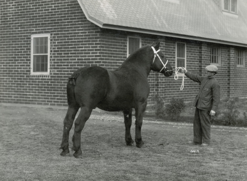 Oak Forest Chancellor, a Percheron stallion is standing before the corner of a brick structure. He is accompanied by a man holding a rope attached to the horse's bridle.