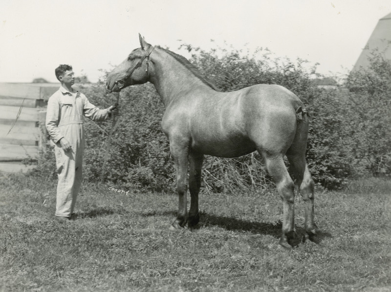 A handler with a Percheron draft horse of unknown name and age. An Iowa State University horse barn appears in the background . The horse is fitted with a leather bridle with snaffle bit, and has a braided tail.