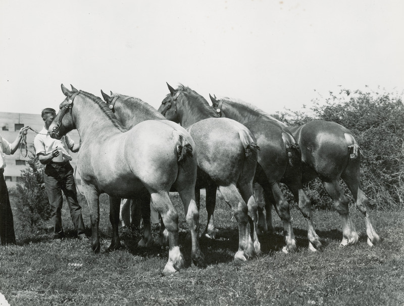 A "get of sire" or "get of dam" quartet of mature Belgian draft horses of unknown names and ages. The two horses on the left in the photograph are roan in color, while the two horses on the right are chestnut in color. The horses are fitted with leather bridles and braided tails.