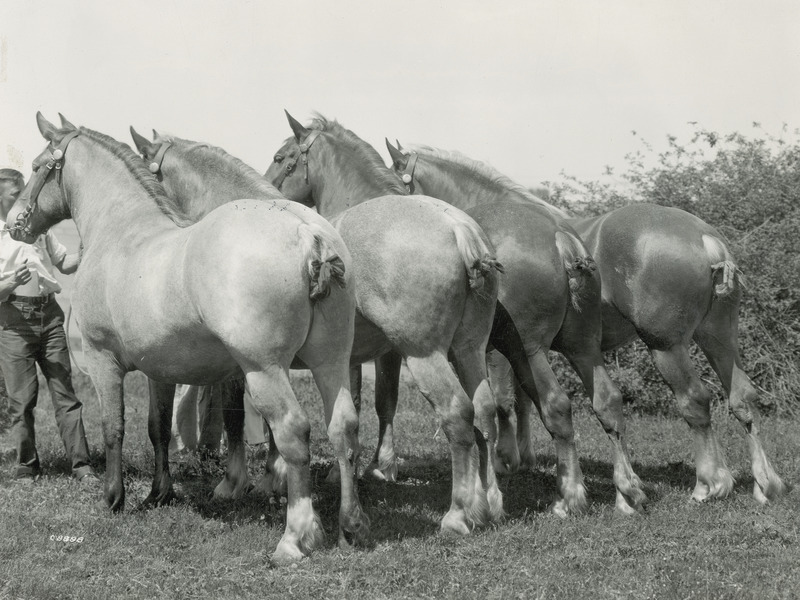 A "get of sire" or "get of dam" quartet of mature Belgian draft horses of unknown names and ages. The two horses on the left in the photograph are roan in color, while the two horses on the right are chestnut in color. The horses are fitted with leather bridles and braided tails.