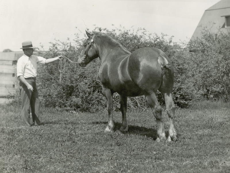 A handler posing a mature chestnut colored Belgian draft horse of unknown name and age. The horse is fitted with a leather bridle and snaffle bit, and has a braided tail.