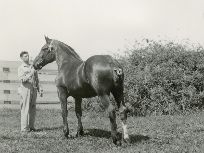 A handler with a black Percheron draft horse of unknown name and age. The horse is fitted with a leather bridle and a snaffle bit, and has a braided tail.