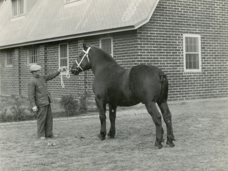 A handler with the black Percheron draft horse stallion, "Oak Forest Chancellor," foaled May 9, 1928 (American Percheron stud book registration number 200397; sired by Egotist, out of Gladys). As a three year old, he is being posed in front of an Iowa State College (University) horse barn. He was a grandson of "Carnot," the stallion which was selected by a panel of one hundred Percheron judges and breeders as the ideal type Percheron during the 1900-1933 time period.