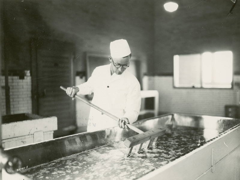 E.F. Goss, Associate Professor of Dairy Industries at Iowa State College (University) is shown making cottage cheese in a cheese vat in this photograph, taken July 16, 1930, The curd has been heated slowly to above 100 degrees F. until it will stick together, allowing the whey to separate and be drained out of the vat. Dr. Goss is breaking the curd into coarse flakes using a wooden rake in order to free the whey that is trapped in the curd.