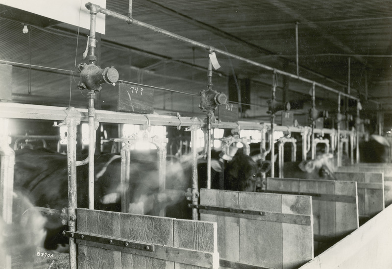 This photograph, taken April 24, 1930 shows a dairy barn with stanchions that hold several dairy cattle. Above the cows and stanchions is what appears to be a water line that supplies the cows with water in their stall by the use of drinking cups.