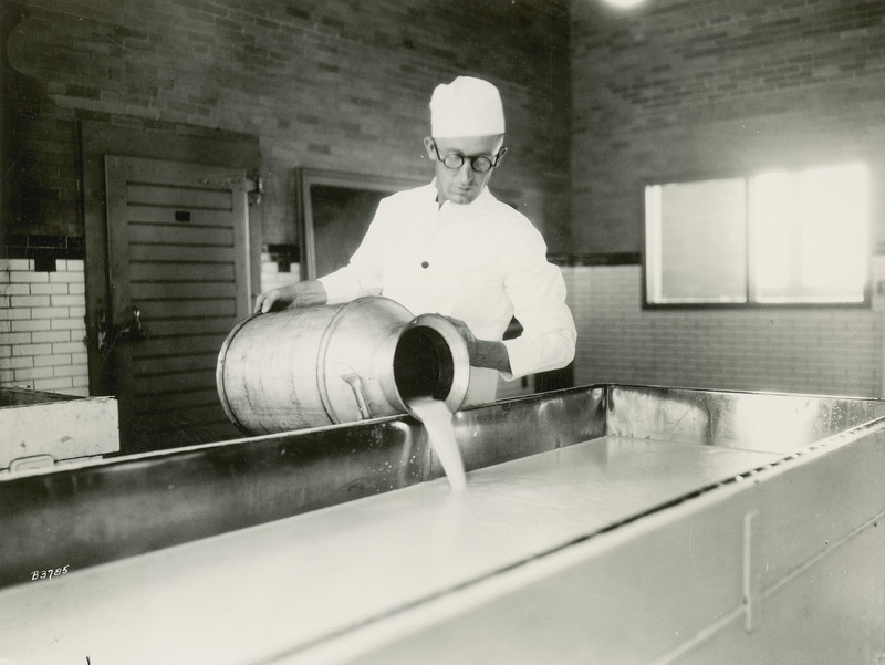 As the first step in making cottage cheese, this photograph shows E.F. Goss, Associate Professor of Dairy Industries at Iowa State College (University) pouring skimmed milk into a cheese vat. A starter culture with lactic acid bacteria is then added to the vat of skimmed milk to start the souring process.