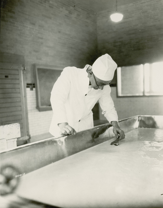 E.F. Goss, Associate Professor of Dairy Industries at Iowa State College (University) is shown making cottage cheese in a cheese vat in this photograph, taken July 16, 1930, He is shown checking the consistency of the curd using a wooden spatula.