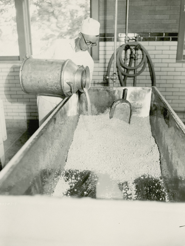 As one of the final steps in making cottage cheese, in this photograph, taken July 16, 1930, E.F. Goss, Associate Professor of Dairy Industries at Iowa State College (University) is shown adding salt to the curd to enhance its flavor.