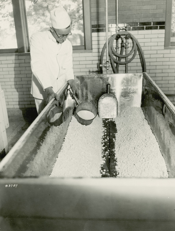 As one of the final steps in making cottage cheese, in this photograph, taken July 16, 1930, E.F. Goss, Associate Professor of Dairy Industries at Iowa State College (University) is shown adding cream to the curd to enhance its flavor.