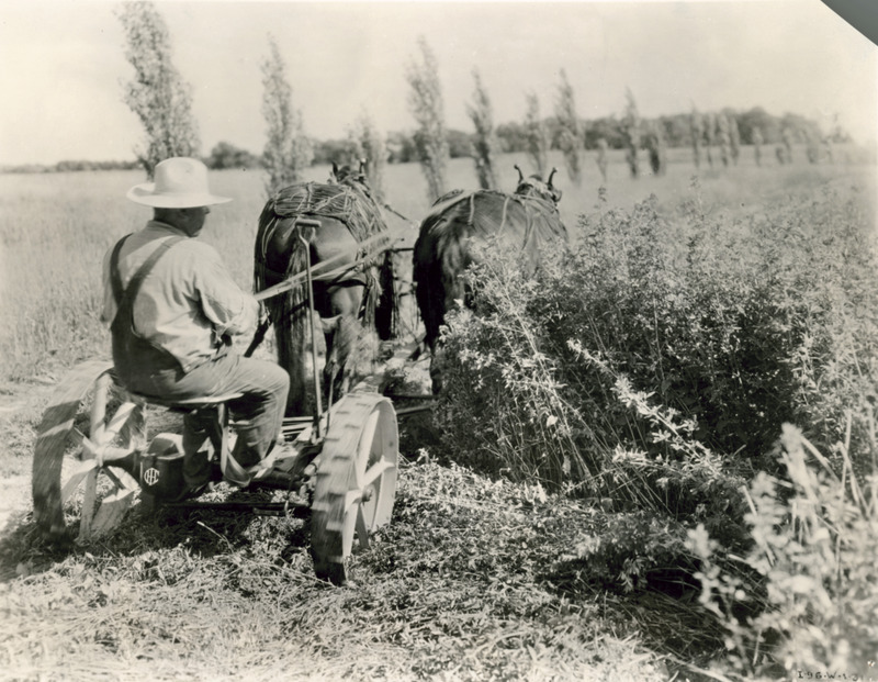 An enclosed-gear, steel-wheeled, two-hitch horse-drawn rider- operated bar mower being used in a hay field. The operator is driving the work horses away from the camera. One of the horses is wearing a leather fly skirt. A row of poplar trees runs diagonally across the photograph in the middle distance between the horses and the horizon. The machine shows the markings of International Harvester, although on the rear of the photograph there is extended text regarding a McCormick-Deering mower.