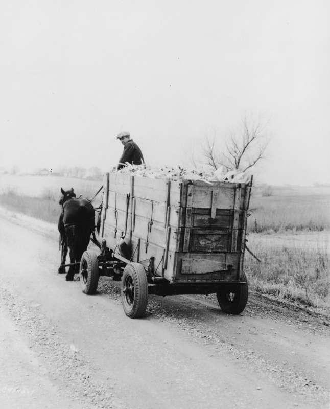 A horse-drawn farm freight wagon full of husked corn on a gravel road. Seen from behind, the driver has turned to look at the camera. The rubber-tired wagon is being pulled by a two-horse team.The background countryside suggests very late fall or early winter.