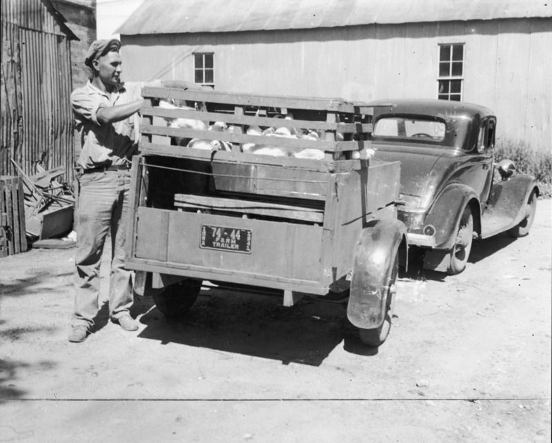 A general utility wagon hitched to a coop. A crate filled with white chickens is balanced on the wagon. A workman is standing next to the wagon and looking into the crate. Farm utility buildings are in the background.