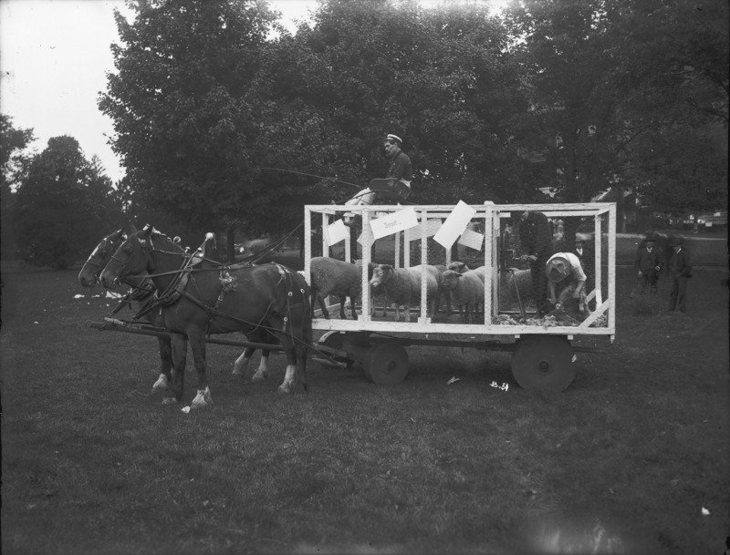 A two horse team hitched to a wagon bed on which has been built an open framing covered with poultry wire, and in which are six sheep and a man shearing one of the sheep. Temporary signs on the wagon are turned except for one, which reads "Dorset." The driver is dressed as for a horse show. Men in suits in the background look on. Old Botany (now Carrie Chapman Catt Hall) can be seen in the background through a heavy screen of trees. The photograph was taken in the fall of 1904, probably on Excursion Day.