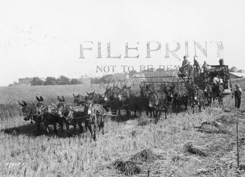 A twenty-mule team pulling a threshing machine. Six men are driving and working the machine while one walks alongside the mule team.