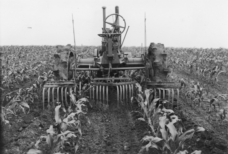 A rear view of a steel-wheeled tractor with a spring tooth weeder rear attached for cultivation in a process that kills weeds and levels inter-row soil. The driverless tractor is in the midst of tilling a corn field with corn approximately 20 inches tall.