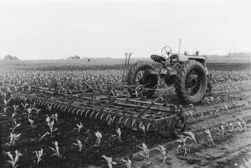 A Farmall tractor with a spring tooth weeder hitched behind for early cultivation of corn. The driverless tractor and weeder are seen from behind. The tractor is stopped midway through a cultivation process in the middle of a field of one foot tall corn.