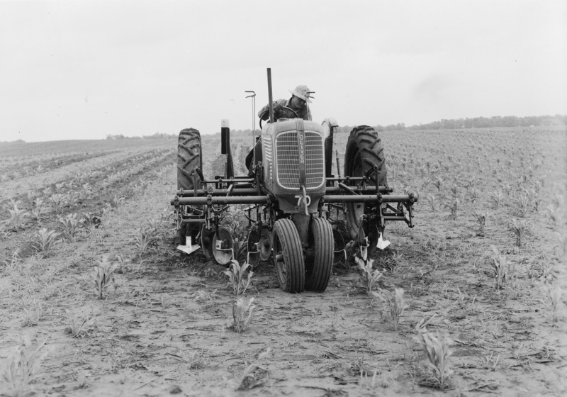 A front view of an Oliver tractor with a mounted cultivator straddling two rows of corn. The driver, wearing a pith helmet, is closely watching the front wheels of the tractor.