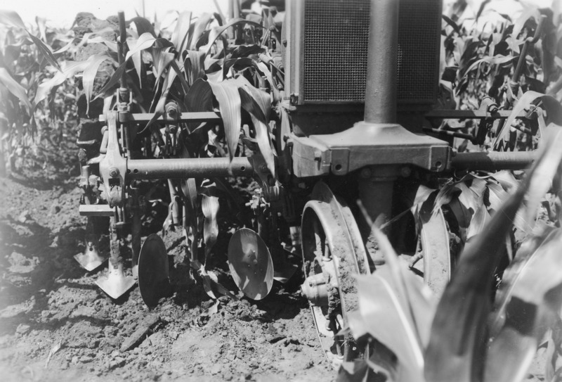 A closeup view of a tractor mounted cultivator with a pair of disk hillers and two pairs of sweeps per row for final corn cultivation. The tractor has steel wheels. The corn being cultivated is approximately three feet high.