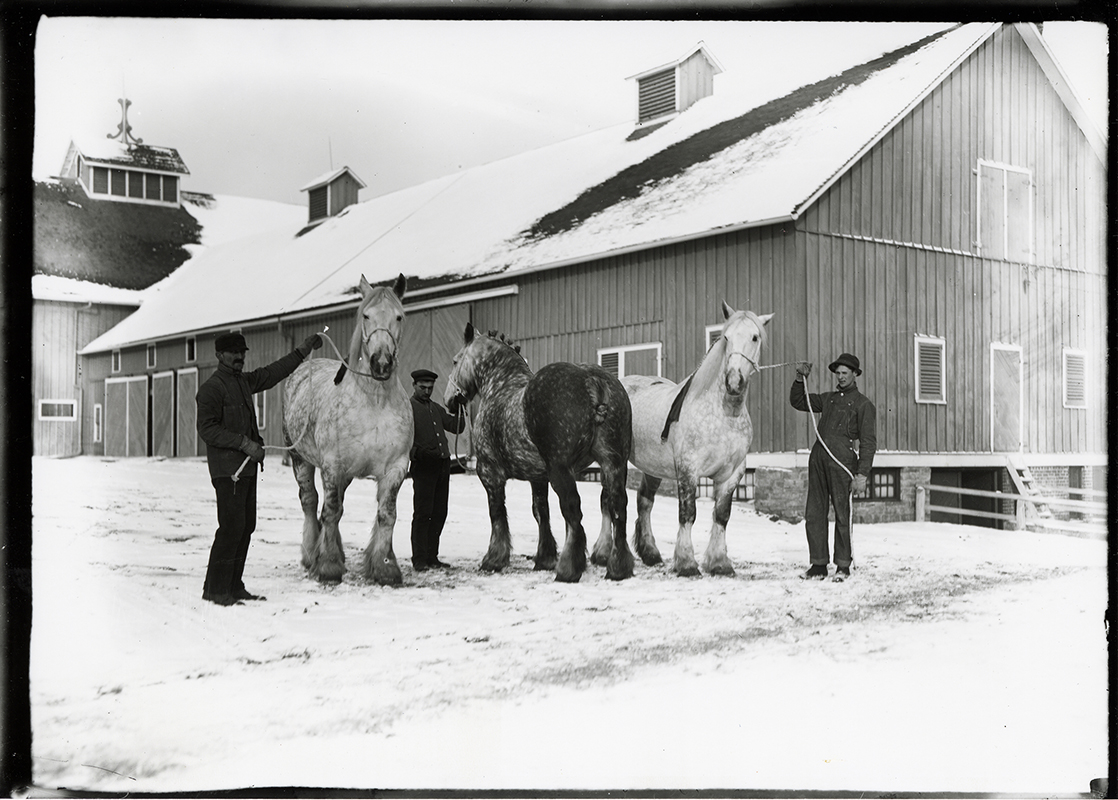 Photograph of three people holding leads for three Percheron horses in front of the Cattle Barn, First. Annotation: “Percheron horses, Cattle Barn (farm barn) in background ca. 1913.”