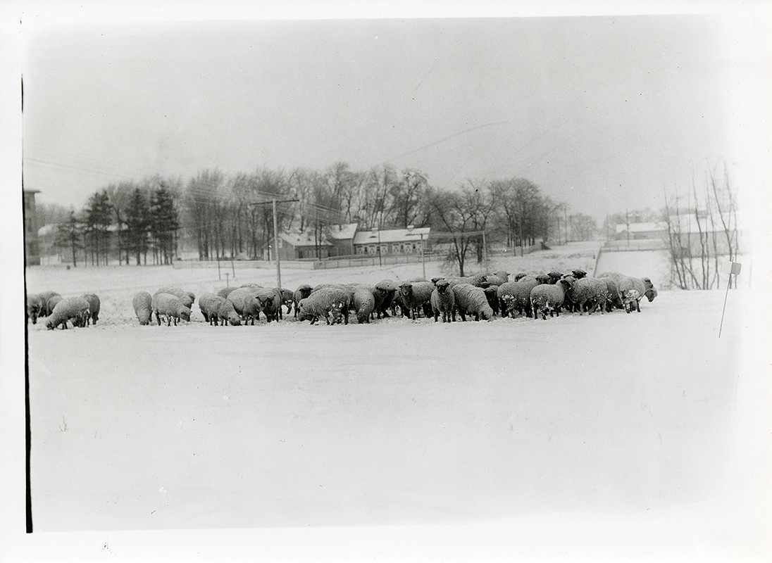 Photograph of sheep in a snow-covered pasture, with the cattle feeding barn in the background. The view is looking north-northwest.