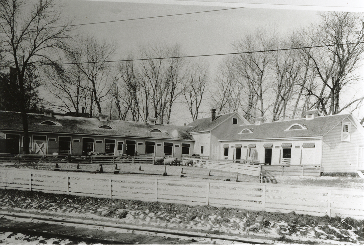 Photograph of the early Sheep Barn showing the exterior of the barn with fenced yards and sheep in the pens. The view is looking northwest.