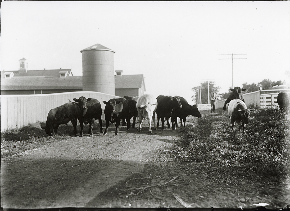 Photograph of cows on a path with the Experiment Station Barn in the far left background and feeding shed in the close left background. A tall silo also appears in the photograph. The view is looking south.