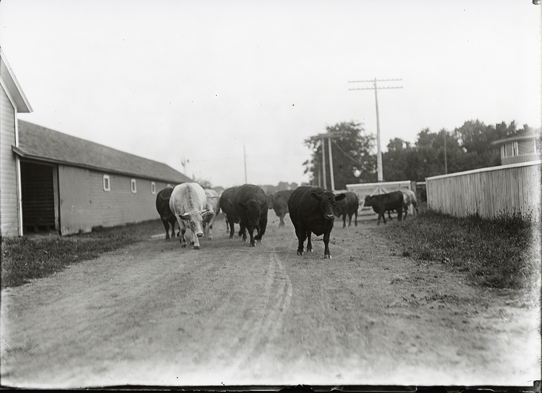 Photograph of cows on a path with the Theater Workshop (Judging Pavilion) in the right background. The view is looking south. 