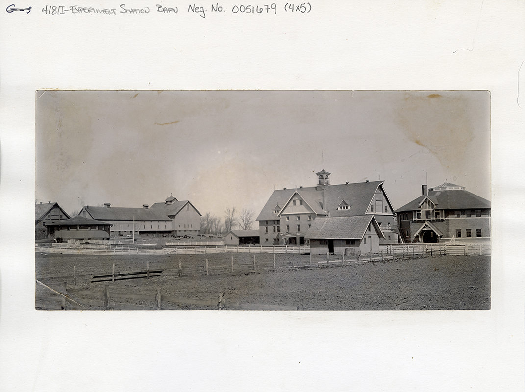 Photograph showing the barn complex at the Agricultural Experiment Station. It shows the Judging Pavilion, the Experiment Station Barn, the Cattle Barn, the current Theater Workshop, and the current Landscape Architecture building.