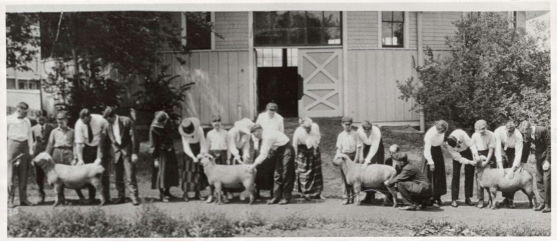 Photograph of men and women showing four sheep outside the Shattuck Theatre.