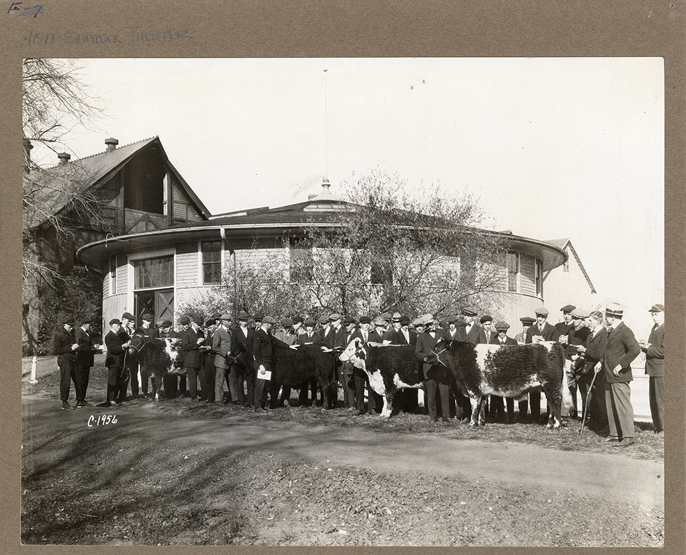Annotation: "Judging beef cattle. Remodelled for theatre workshop."