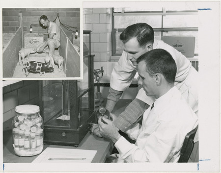 Two researchers in white lab coats examine an object in a laboratory that also contains a scale, a jar full of stoppered and labeled vials, and a wood and glass piece of equipment. In the inset photo, a man kneels while one baby pig comes to see what he has in his hand, with three other baby pigs eating or walking nearby in the same small wood-walled pen.