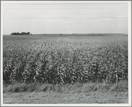 A corn field located near Rockwell City, Iowa shows frost damage. The field is bordered by a barbed wire fence and there are trees on the horizon.